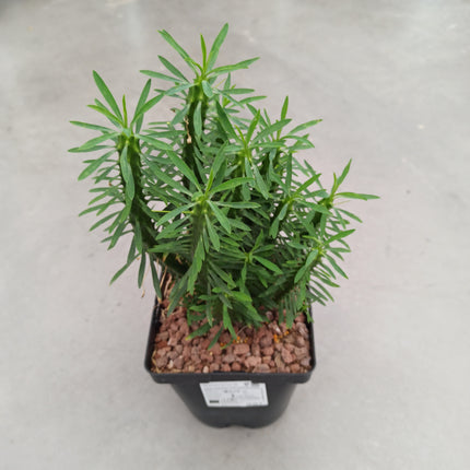 Euphorbia loricata 'S' y 'L' - DesertSTORE.es