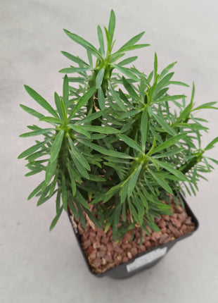 Euphorbia loricata 'S' y 'L' - DesertSTORE.es