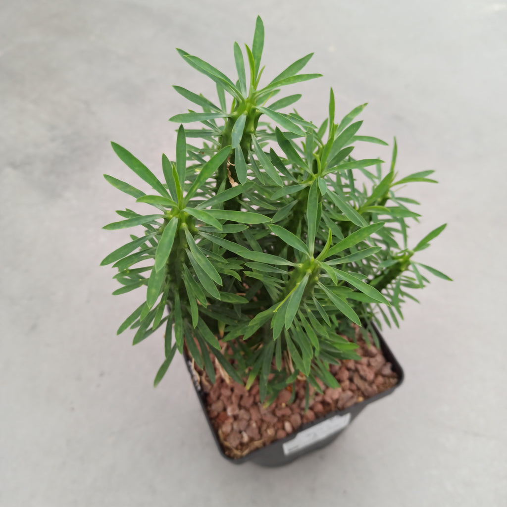 Euphorbia loricata 'S' y 'L' - DesertSTORE.es