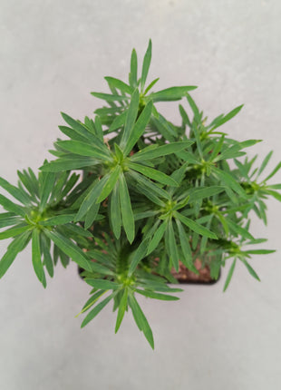 Euphorbia loricata 'S' y 'L' - DesertSTORE.es