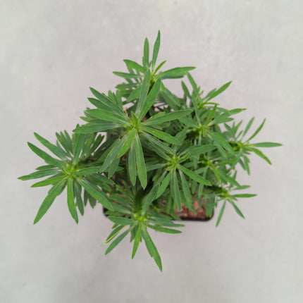 Euphorbia loricata 'S' y 'L' - DesertSTORE.es