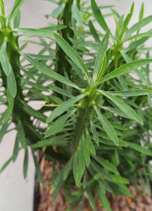 Euphorbia loricata 'S' y 'L' - DesertSTORE.es