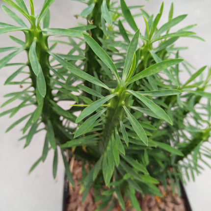 Euphorbia loricata 'S' y 'L' - DesertSTORE.es