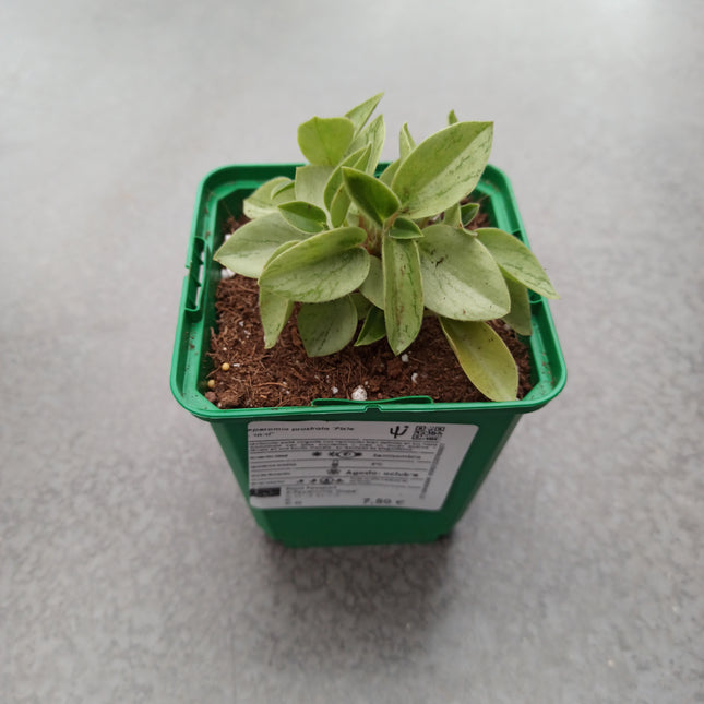 Peperomia Pixie' 'S'
