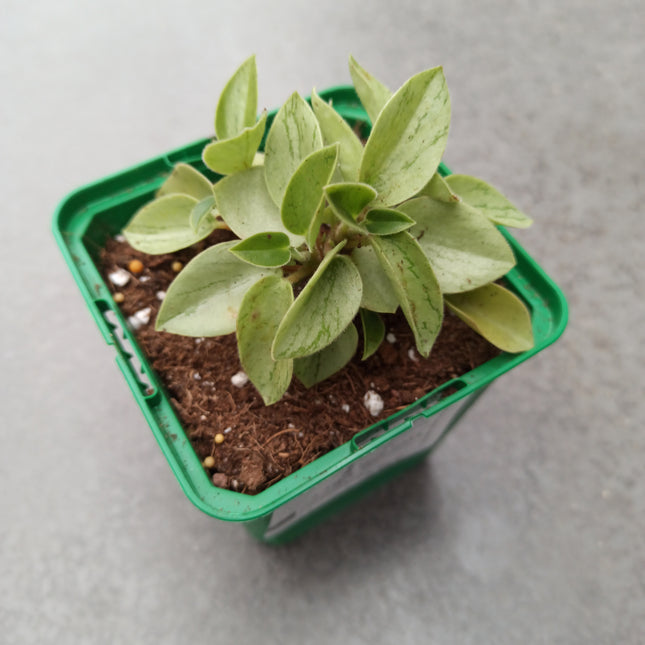 Peperomia Pixie' 'S'
