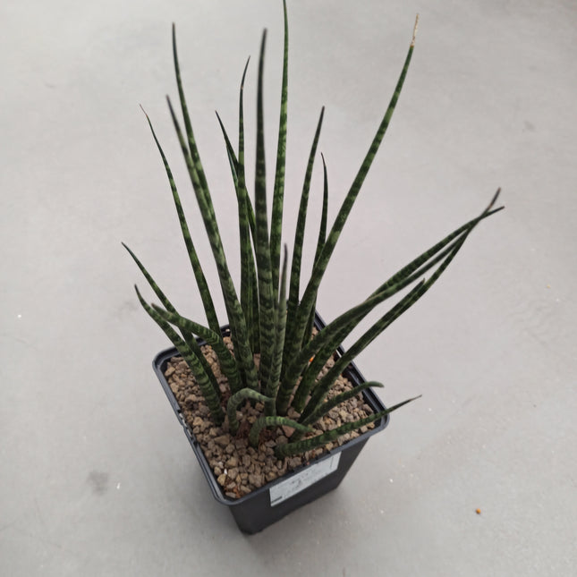 Dracaena (Sansevieria) 'Mikado Fernwood'