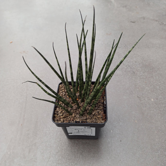 Dracaena (Sansevieria) 'Mikado Fernwood'