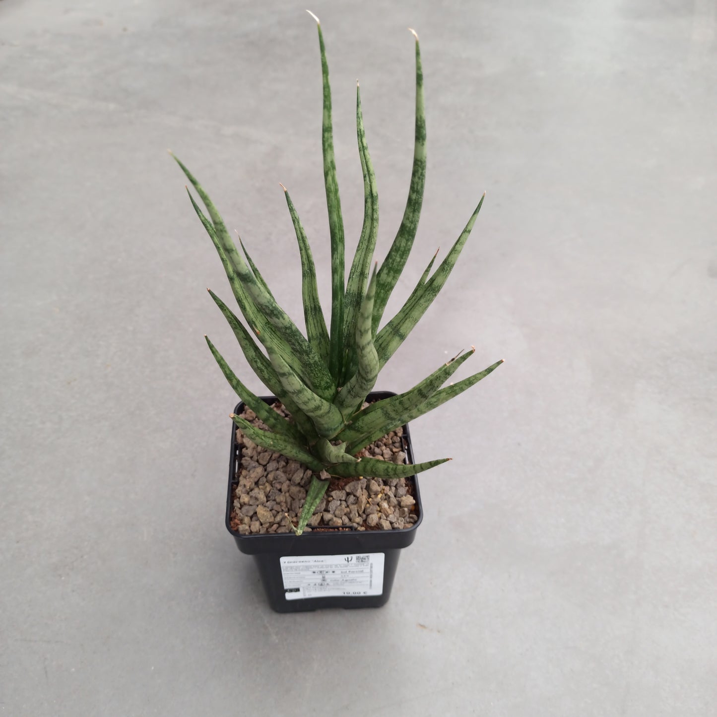 Dracaena (Sansevieria) 'Aloe' 'S' and 'M'