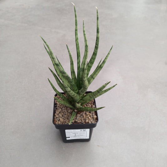 Dracaena (Sansevieria) 'Aloe' 'S' and 'M'