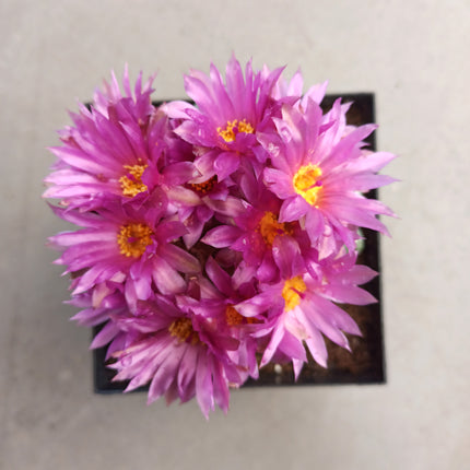 Notocactus uebelmaniannus var. inermis