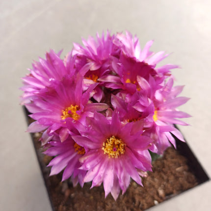 Notocactus uebelmaniannus var. inermis