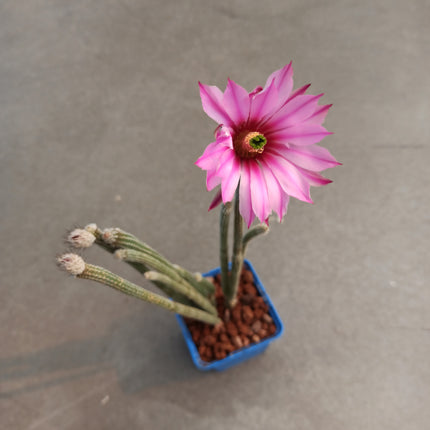 Echinocereus Poselgeri
