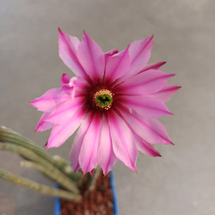 Echinocereus Poselgeri