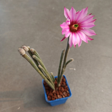 Echinocereus Poselgeri