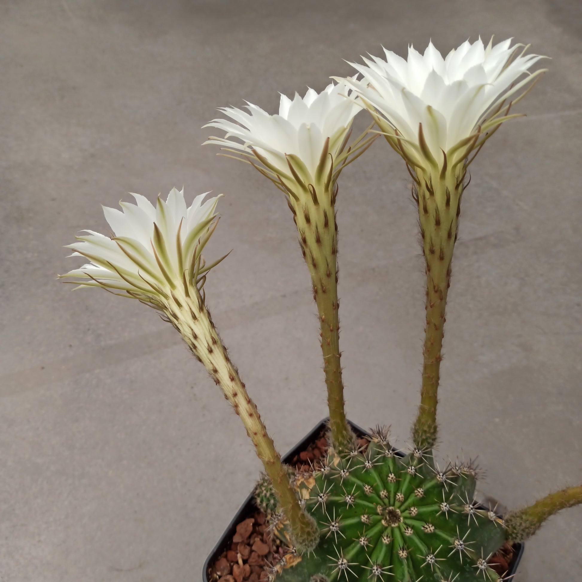 Echinopsis oxygona 'S' 'M' y 'L' - DesertSTORE.es