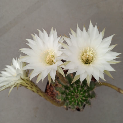 Echinopsis oxygona 'S' 'M' y 'L' - DesertSTORE.es