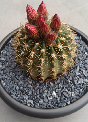 Lobivia (Echinopsis) bruchii