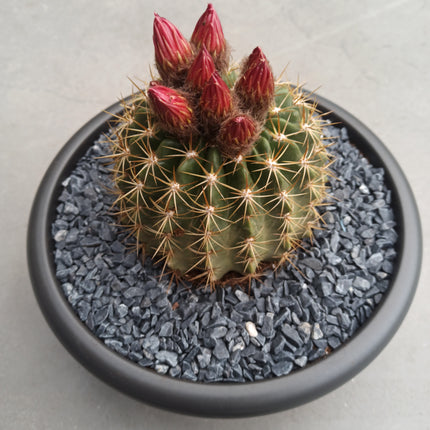 Lobivia (Echinopsis) bruchii