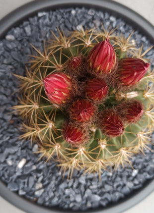 Lobivia (Echinopsis) bruchii