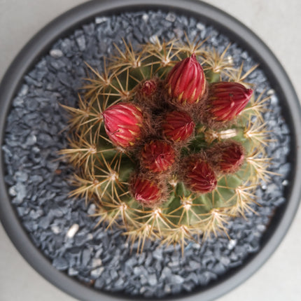 Lobivia (Echinopsis) bruchii