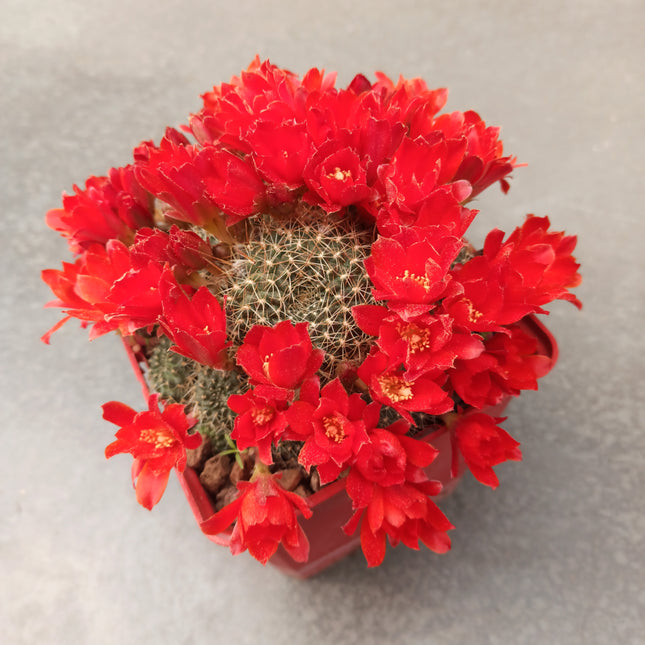 Rebutia senilis 'S' y 'M' - DesertSTORE.es