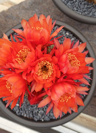 Lobivia (Echinopsis) bruchii