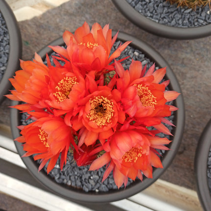 Lobivia (Echinopsis) bruchii