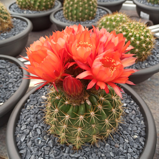 Lobivia (Echinopsis) bruchii