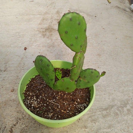 Opuntia elata (bonariensis)