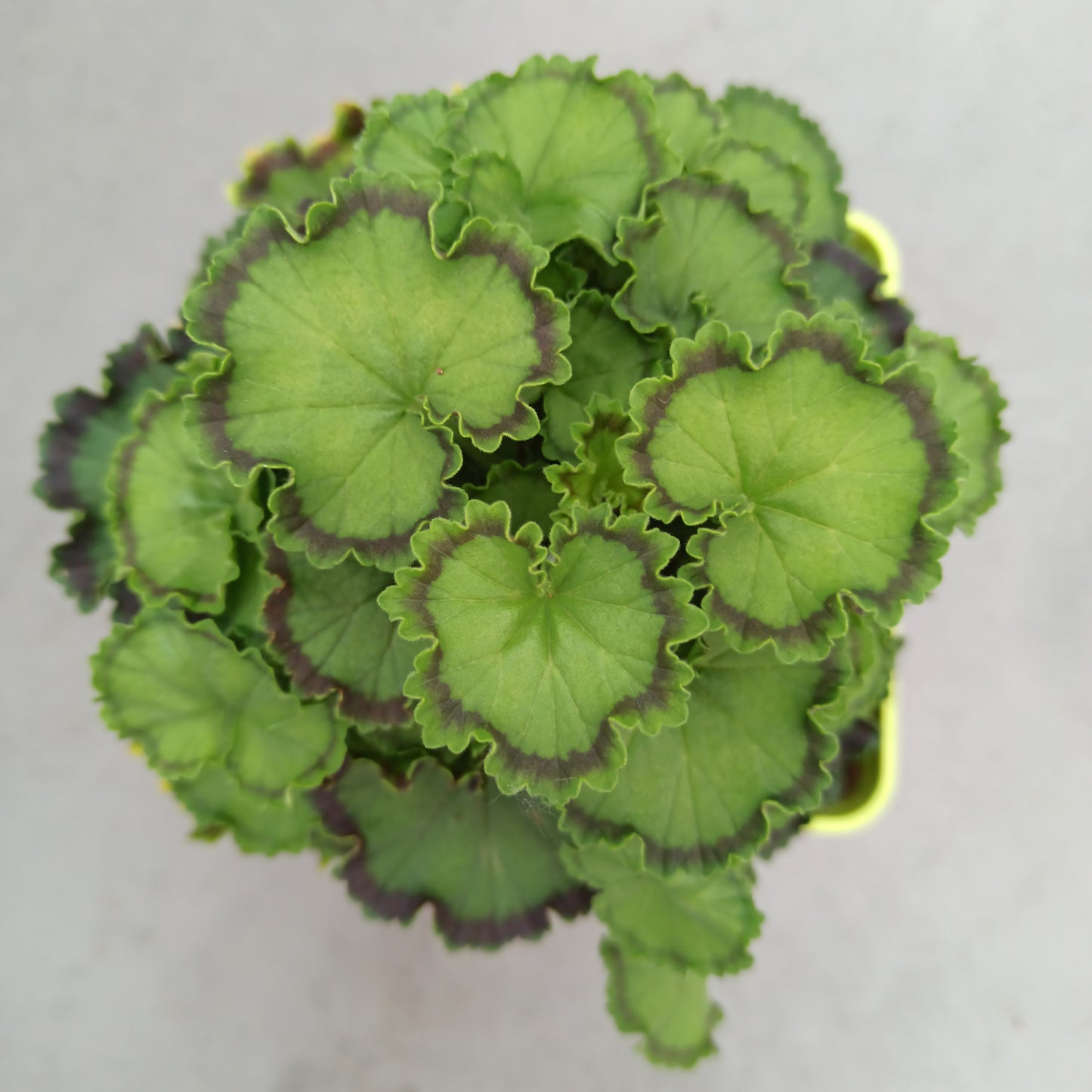 Pelargonium spp.