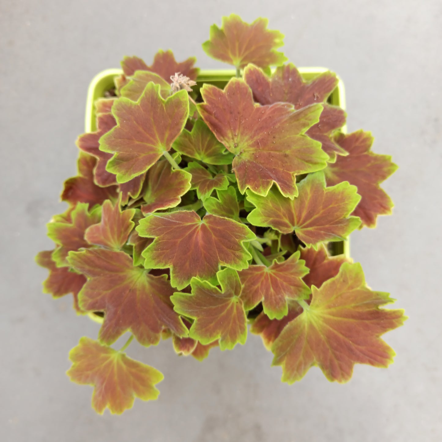Pelargonium spp.