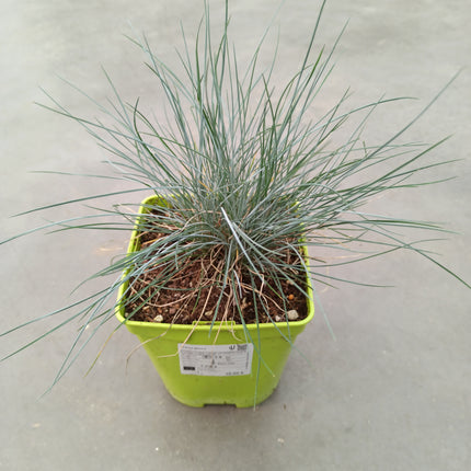 Festuca glauca
