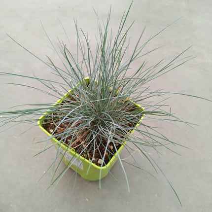 Festuca glauca