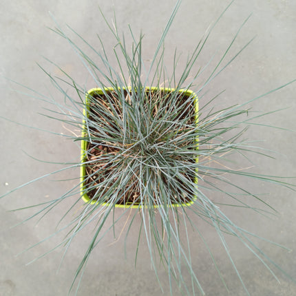 Festuca glauca