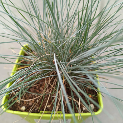 Festuca glauca