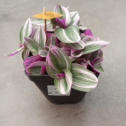 Tradescantia albiflora ‘Nanouk’