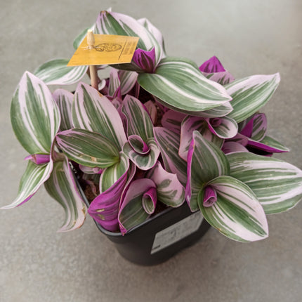Tradescantia albiflora ‘Nanouk’
