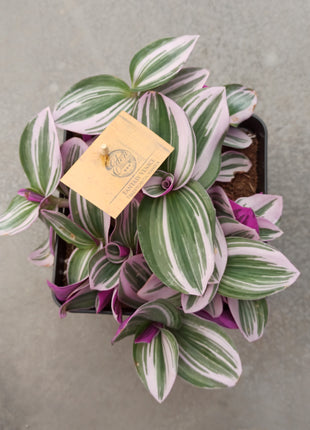 Tradescantia albiflora ‘Nanouk’