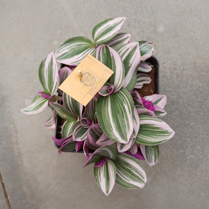 Tradescantia albiflora ‘Nanouk’