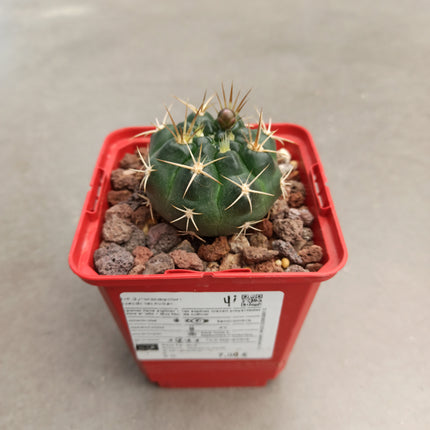 Gymnocalycium pseudoneuhuberi