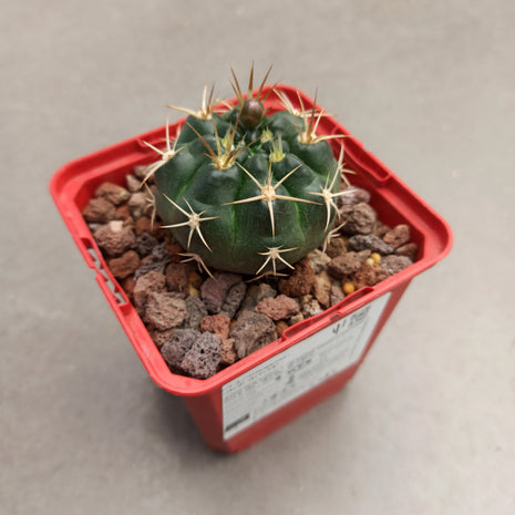 Gymnocalycium pseudoneuhuberi