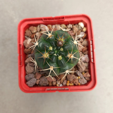 Gymnocalycium pseudoneuhuberi