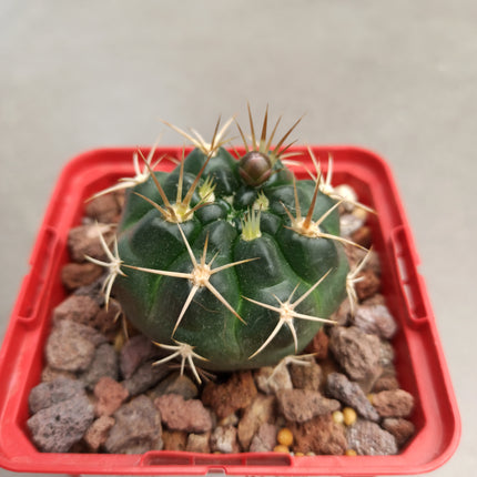 Gymnocalycium pseudoneuhuberi
