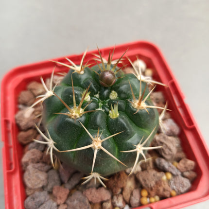 Gymnocalycium pseudoneuhuberi