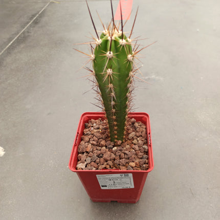 Herzogian neocardenasia