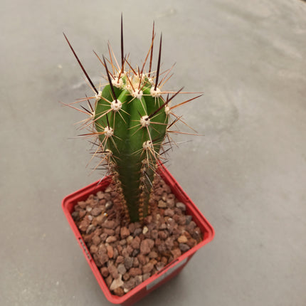 Herzogian neocardenasia