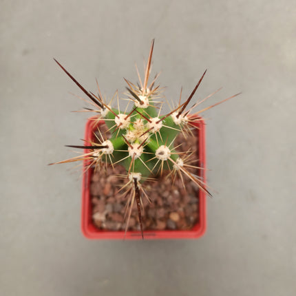 Herzogian neocardenasia