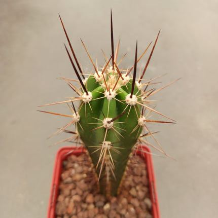 Herzogian neocardenasia