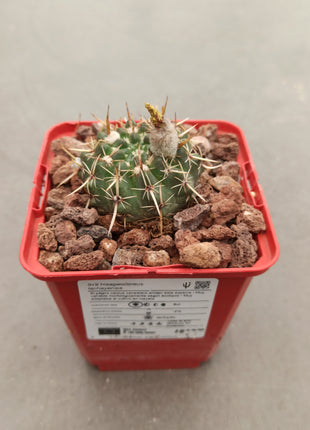 Notocactus mammulosus (submammulosus)
