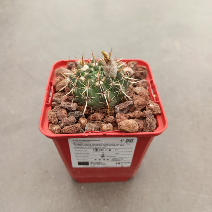 Notocactus mammulosus (submammulosus)